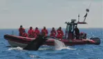 Vacances Essipit - Croisières aux Baleines & Kayak de Mer