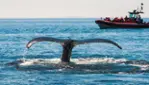 Vacances Essipit - Croisières aux Baleines & Kayak de Mer