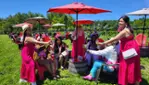 Gray Line Ottawa - Tour de Vignoble et Cidrerie