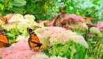 Jardins Michel Corbeil - Visites guidées - activités