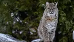 Zoo Écomuseum - Un zoo à Montréal