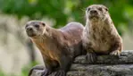 Zoo Écomuseum - Un zoo à Montréal