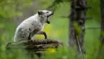 Zoo Écomuseum - Un zoo à Montréal