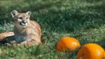 L'Halloween au Parc Safari