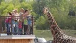 Parc Safari en hiver : Féerie et Safari Aventure
