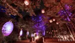 Onhwa' Lumina - Parcours nocturne enchanté Onhwa' Lumina - Parcours nocturne enchanté