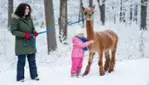Parc Safari en hiver : Féerie et Safari Aventure