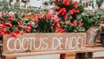 Le Cactus Fleuri - Un Noël qui rayonne… à 20 % - 50 % de rabais!