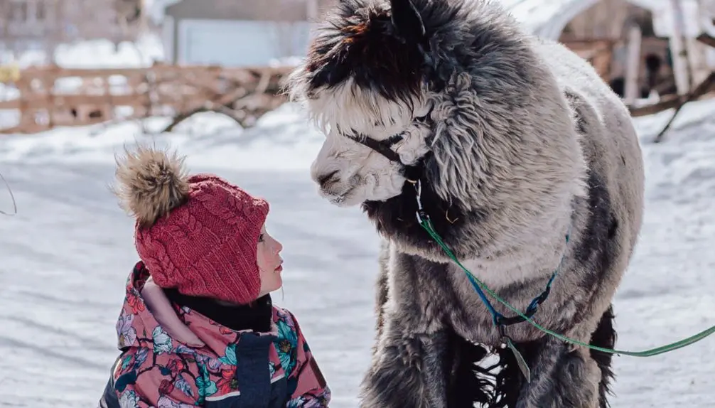 Alpagas du Domaine Poissant- Semaine de relâche 