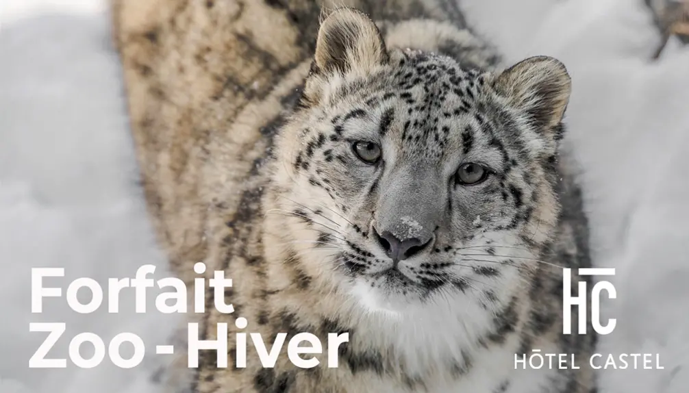 Forfait Zoo Hiver - Hôtel Castel