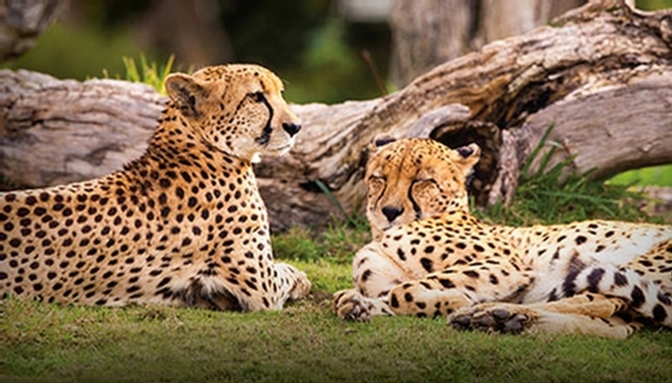 Parc safari montreal discount coupons