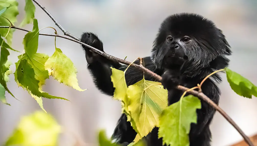 Zoo de Granby : le plus grand parc animalier et familial du Québec