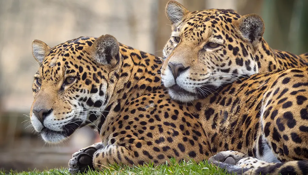Zoo de Granby : le plus grand parc animalier et familial du Québec