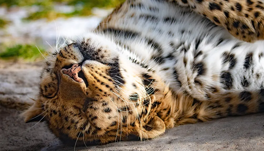 Zoo de Granby : le plus grand parc animalier et familial du Québec