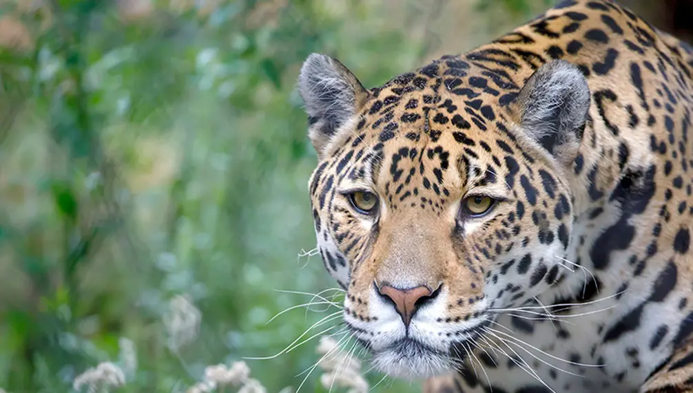 Hôtel Castel, forfaits Zoo de Granby