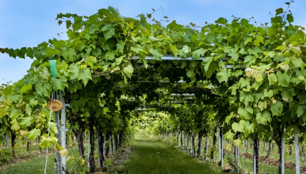 Vignoble Cortellino - Un coin d'Italie dans la Montérégie