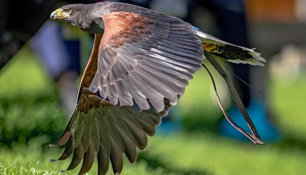 Chouette à voir! Explorez le monde des oiseaux de proie.