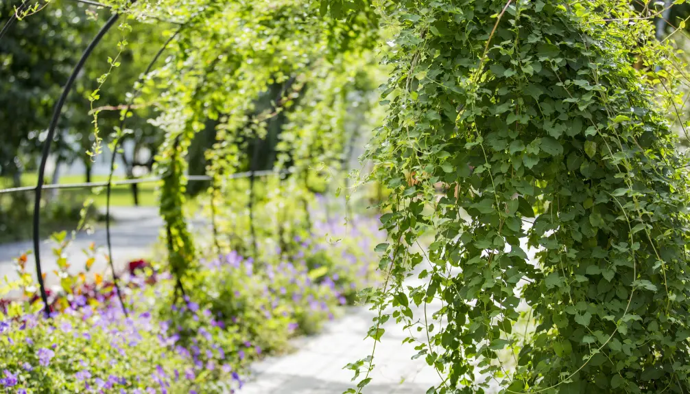 Jardin Daniel A. Séguin - Visitez nos jardins