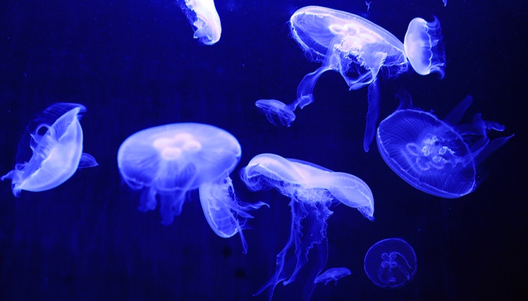 Coupons aquarium quebec