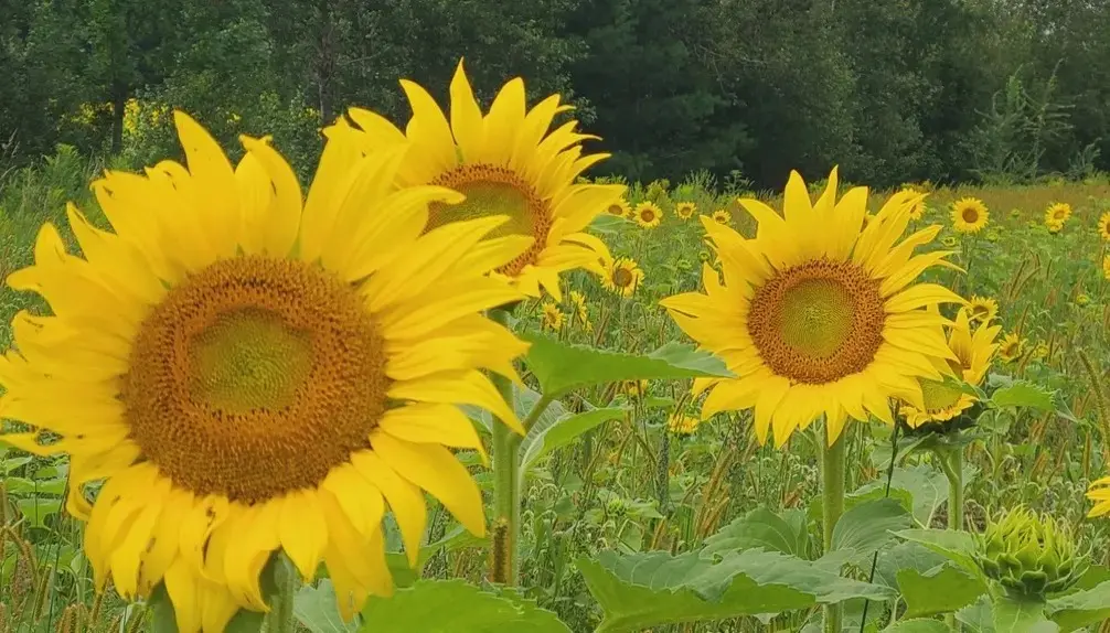 Améroquois - Huile Champy - Des Tournesols plein la vue!Améroquois - Huile Champy - Des Tournesols plein la vue!Améroquois - Huile Champy - Des Tournesols plein la vue!Améroquois - Huile Champy - Des Tournesols plein la vue!Améroquois - Huile Champy - Des Tournesols plein la vue!Améroquois - Huile Champy - Des Tournesols plein la vue!Améroquois - Huile Champy - Des Tournesols plein la vue!Améroquois - Huile Champy - Des Tournesols plein la vue!Améroquois - Huile Champy - Des Tournesols plein la vue!Améroquois - Huile Champy - Des Tournesols plein la vue!Améroquois - Huile Champy - Des Tournesols plein la vue!Améroquois - Huile Champy - Des Tournesols plein la vue!Améroquois - Huile Champy - Des Tournesols plein la vue!Améroquois - Huile Champy - Des Tournesols plein la vue!