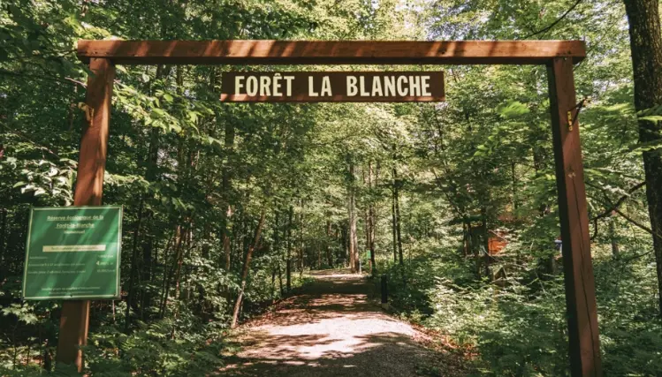  Forêt-la-Blanche