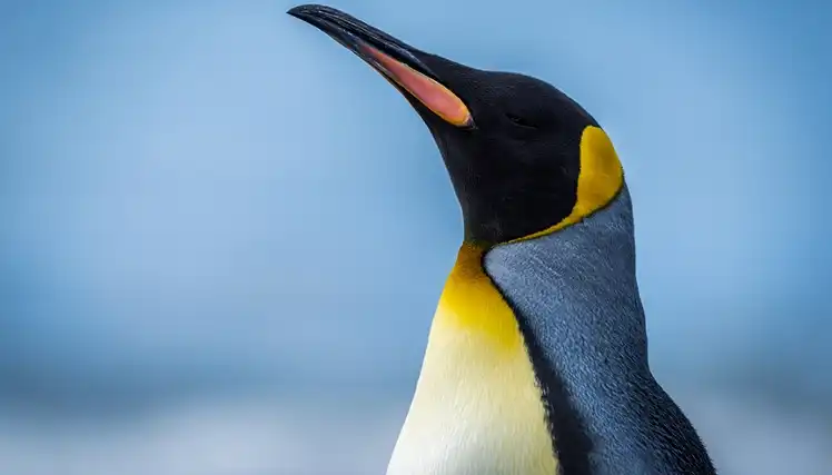 Découvrez le Biodôme de Montréal : Des Aventures Captivantes en Famille