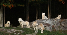 Dormez avec les animaux au parc Oméga