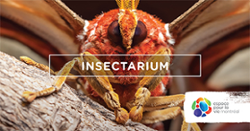 Insectarium - Espace pour la vie