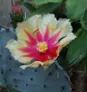 1-Cactus Fleuri Thumbnail 1
