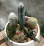 1-Cactus Fleuri Thumbnail 1