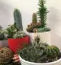 Cactus Fleuri Thumbnail 3