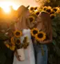 Tournesols en Fleurs - La Belle de Coteau-du-lac  Thumbnail 3