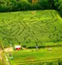 Verger Labonté Labyrinthes - Adulte  Thumbnail 2